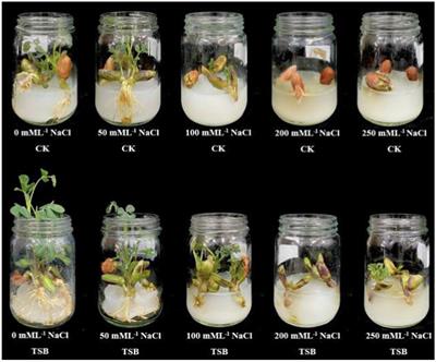 Endophyte-mediated enhancement of salt resistance in Arachis hypogaea L. by regulation of osmotic stress and plant defense-related genes